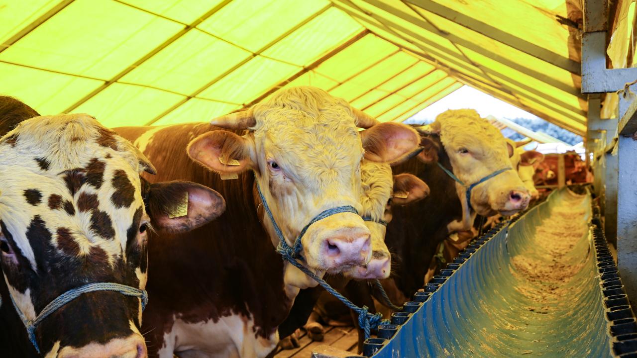 2026 Kurban Bayramı Takvimi: Tatil Kaç Gün Sürecek?